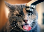 LOL赛事-唯一性的诠释，森林狼的终结悬念与欧文的抢七传奇