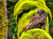 -一场为钱铺路的比赛，梅西用一个倒钩撕碎所有质疑