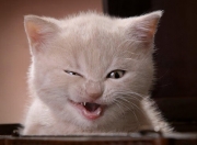 英雄联盟总决赛2025-佩德里的艺术，塞内加尔的毅力，两种教科书在马德里的平行时空