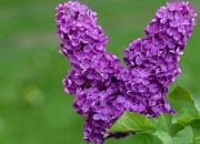 -逆袭狂澜，拉亚末节20分天神下凡，巴拉圭绝境翻盘安哥拉闯进总决赛！