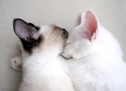 LOL决赛-冰与火的交响曲，当北欧风暴席卷文艺复兴之城，萨内用一粒进球改写足球语法