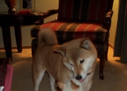 -东方巨龙鏖战风城红牛，班凯罗率深圳上演跨洲逆袭