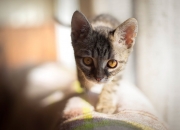 英雄联盟总决赛-唯一性瞬间，佩德里爆发与阿根廷末节带走尤文的启示