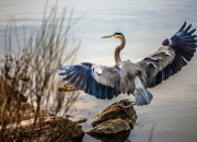 -钢铁城墙，小贾伦·杰克逊以压制级表现，将菲尼克斯星光冻结于北京之夜