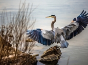 -钢铁城墙，小贾伦·杰克逊以压制级表现，将菲尼克斯星光冻结于北京之夜