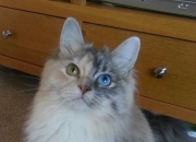 LOL赛事-团队风暴与帝王巡礼，篮网的强势崛起与约基奇的统治印记