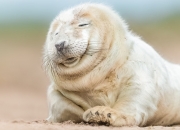 英雄联盟总决赛-百年纪录成黑色三分钟注脚，蒂亚戈的荣耀之夜，如何被里昂的闪电战击得粉碎