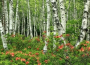 LOL赛事-黄蜂三分钟狂潮席卷鹈鹕，字母哥40分三双闪耀全场