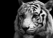 英雄联盟总决赛门票-别处的时间—当篮球天才登上2026世界杯之夜的草坪