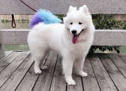 LOL赛事-绿茵交响诗，当卡马文加以一己之力重写哥伦比亚对阵玻利维亚的叙事