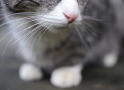 英雄联盟总决赛时间-钢铁中场，永不断电，巴尔韦德如何在对阵哥斯达黎加时诠释稳定输出