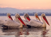 英雄联盟总决赛-破译足球的通用密码，从佛罗伦萨的智利旋风到卡拉斯科的国家德比统治