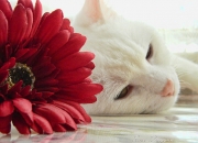 LOL决赛-跨界统治，从字母哥的禁区牢笼到莫兰特的街道超车引擎