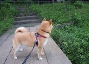 英雄联盟总决赛门票-唯一指定救世主！爱德华兹极限翻身后仰绝杀，公牛窒息防死活塞最后一攻