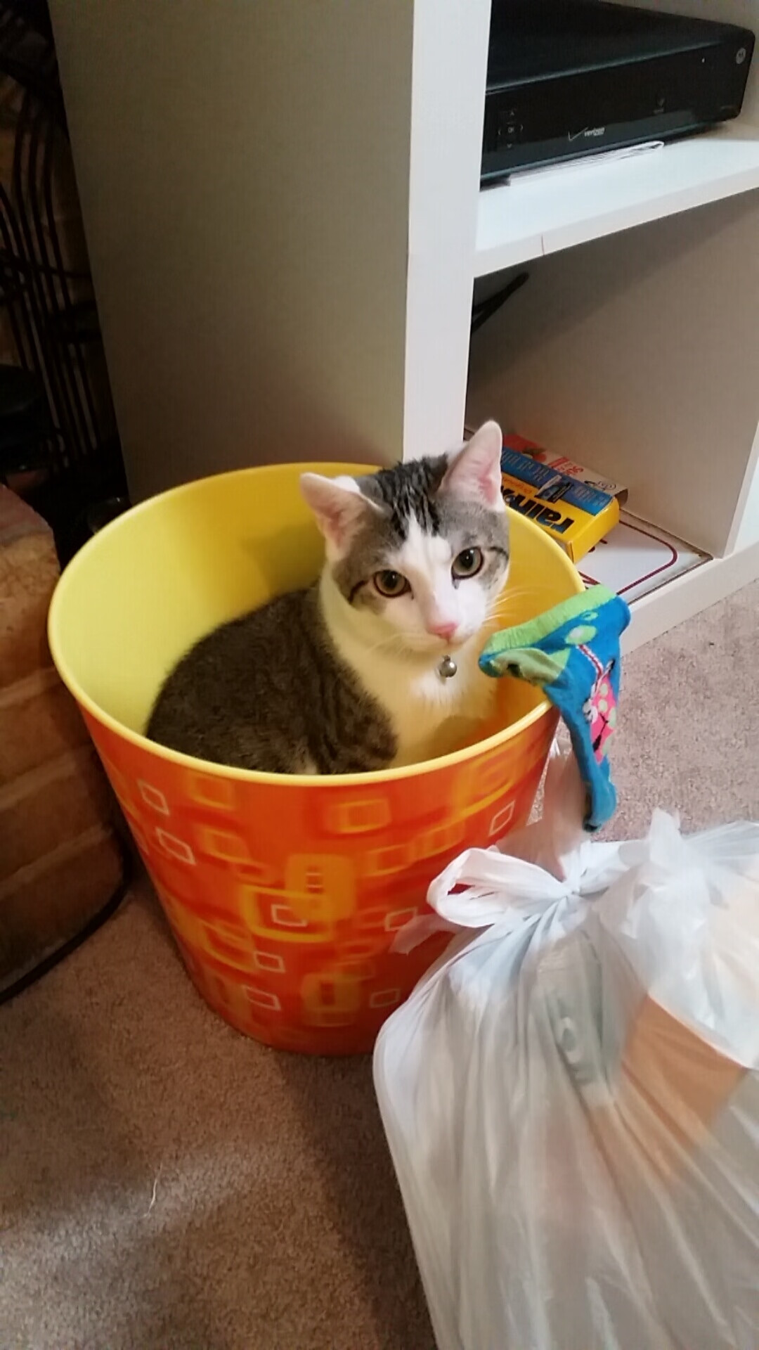 世界排名风云突变!霍勒迪末节狂飙,雷霆轻取森林狼锁定关键席位