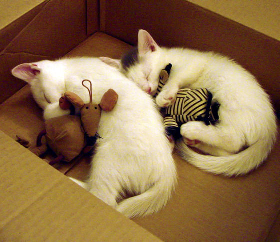 南美烽火，谁将突围死亡之组？美加墨世界杯焦点战智利鏖战厄瓜多尔前瞻