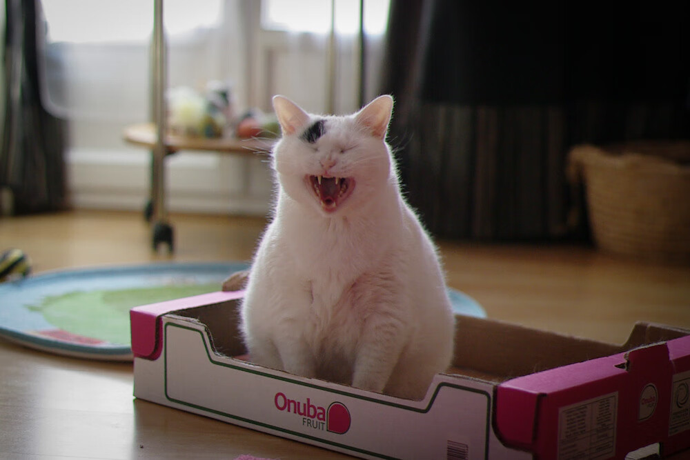 跨越边界的足球意志，从荷兰的橙色风暴到基耶萨的西甲神迹