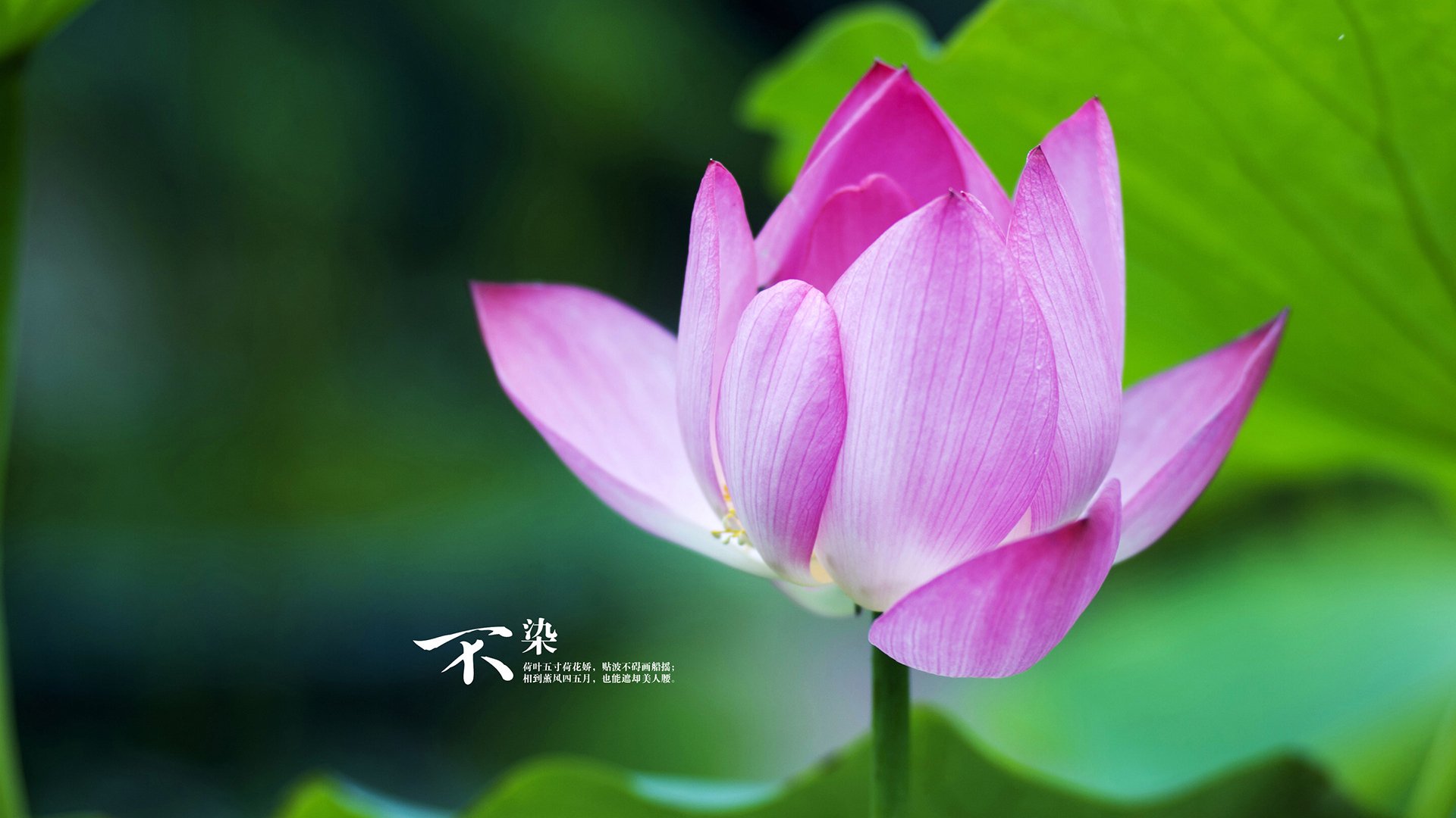 钢铁防线的撕裂者，布雷默一传一射助皇家社会正面击溃亚特兰大