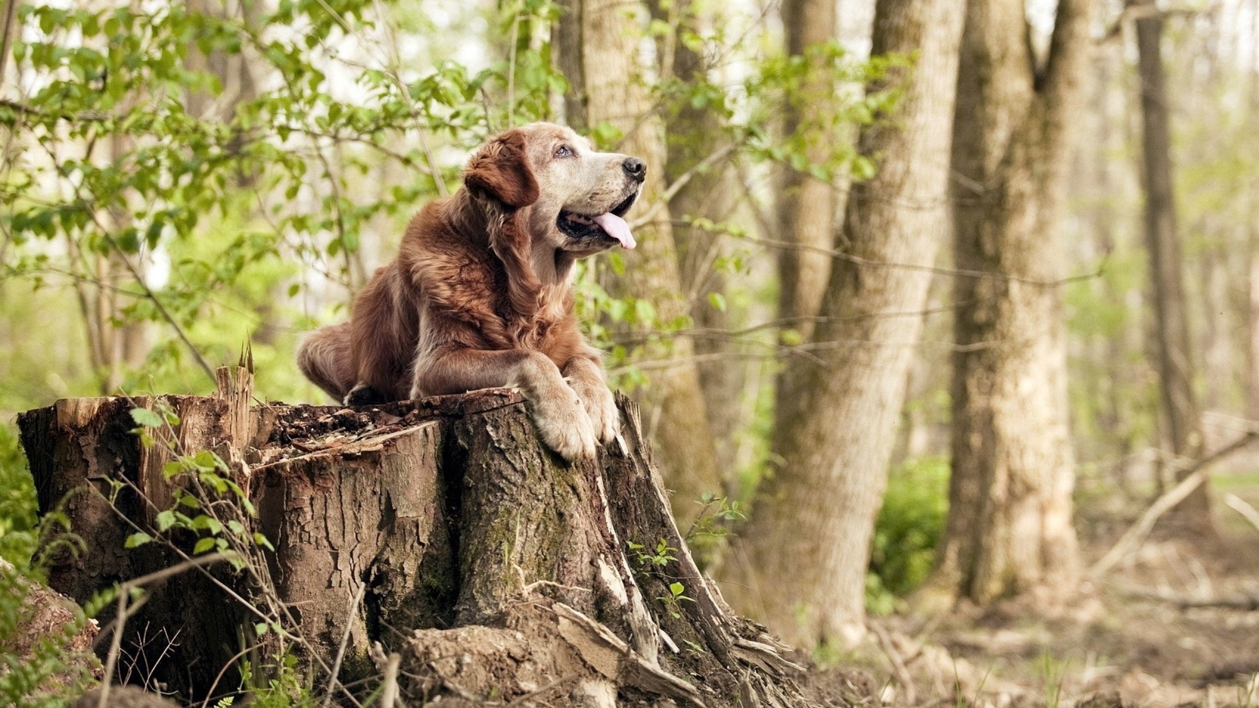 美加墨前哨战，曼联击溃亚特兰大，一场跨越大西洋的足球宣言