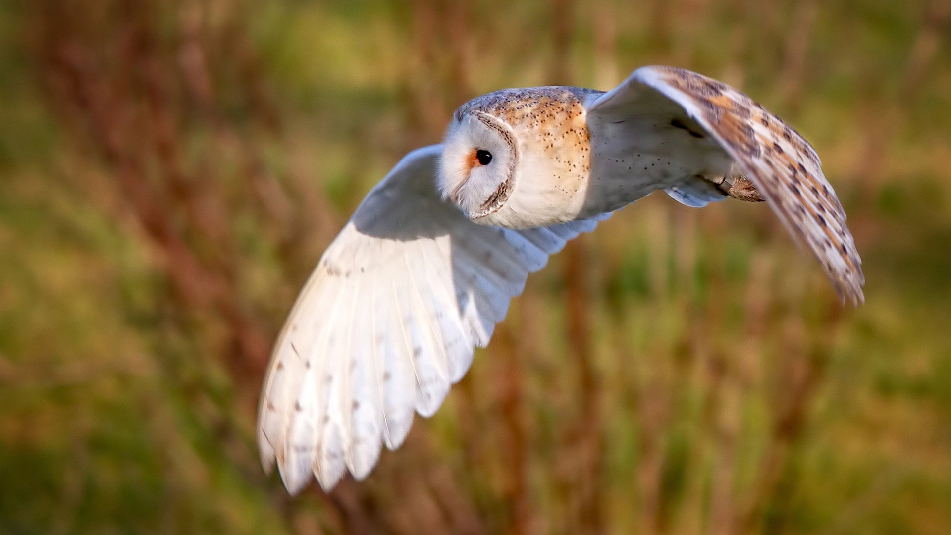 冰火交织的90分钟，范弗利特如何用冷静改写欧冠剧本