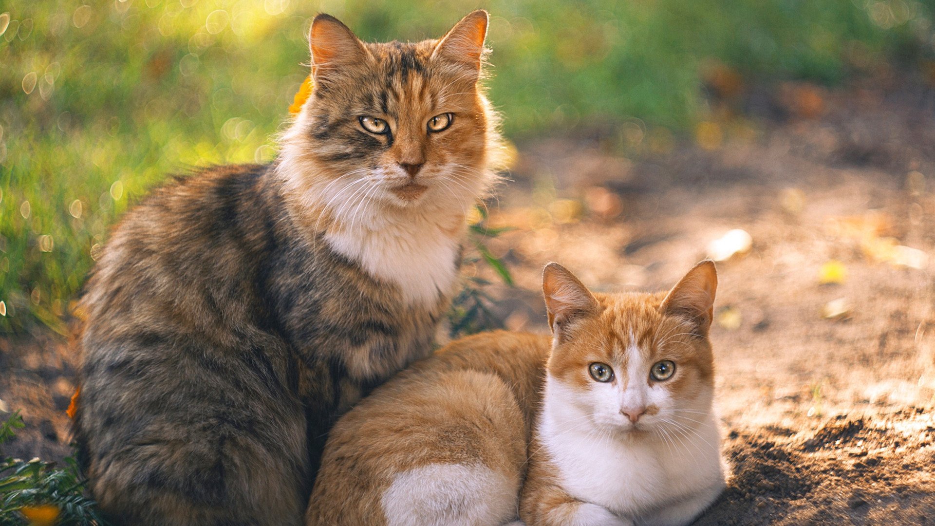 隔山打牛,戈贝尔远程遥控,助凯尔特人硬仗险胜北京队