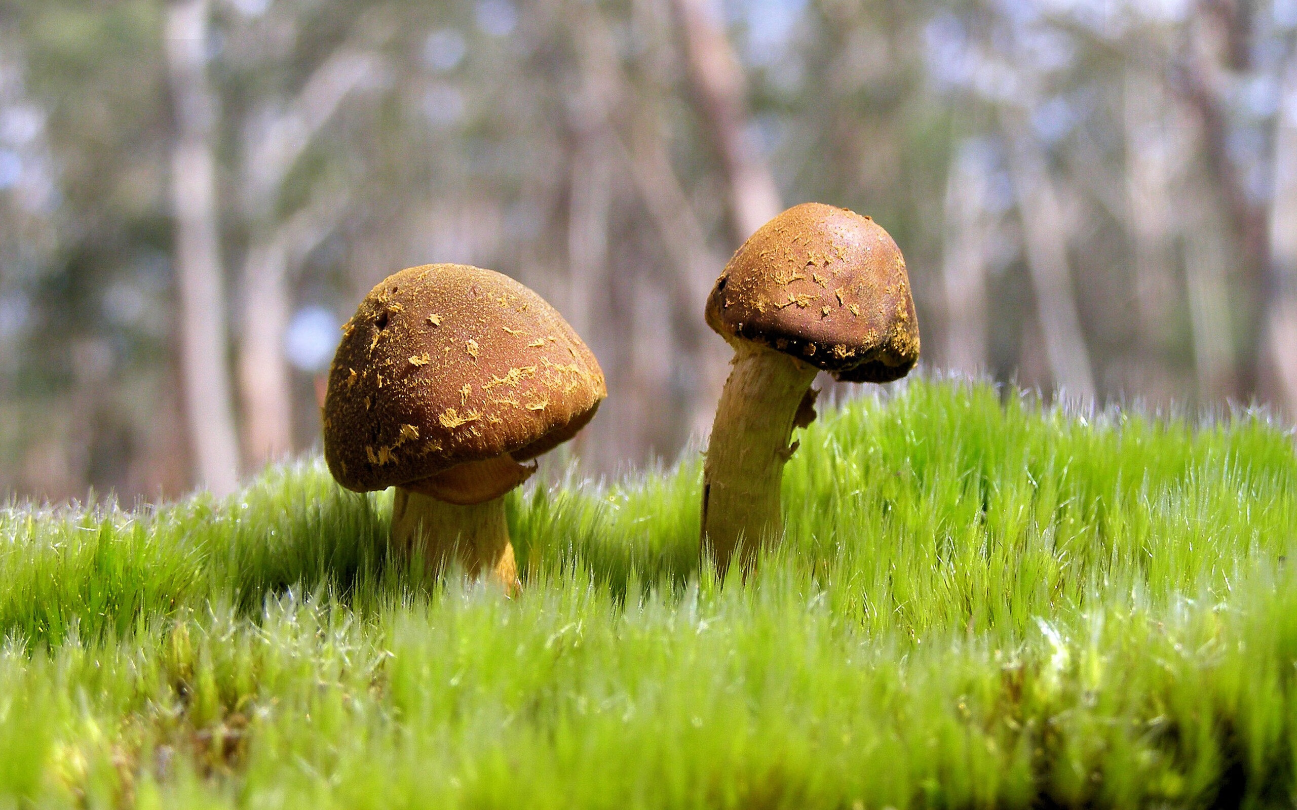 当东契奇遇见东北虎，一场跨越篮球宇宙的终极较量