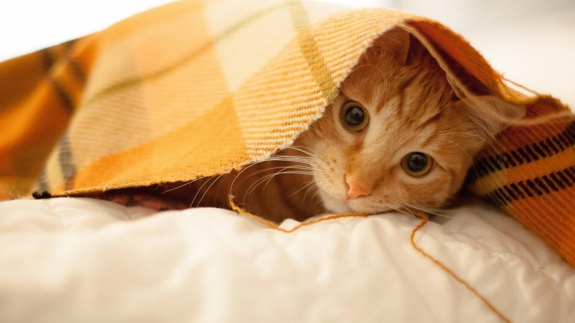 非洲之心在补时沸腾，阿克一锤定音，喀麦隆奇迹终结佛罗伦萨欧洲之旅