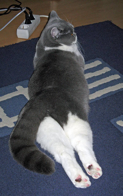 从溢价合同到关键先生，范弗利特一箭穿心，独行侠险胜掘金见证蜕变