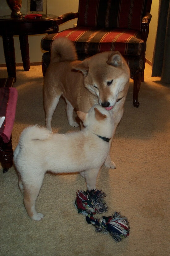 东方巨龙鏖战风城红牛,班凯罗率深圳上演跨洲逆袭