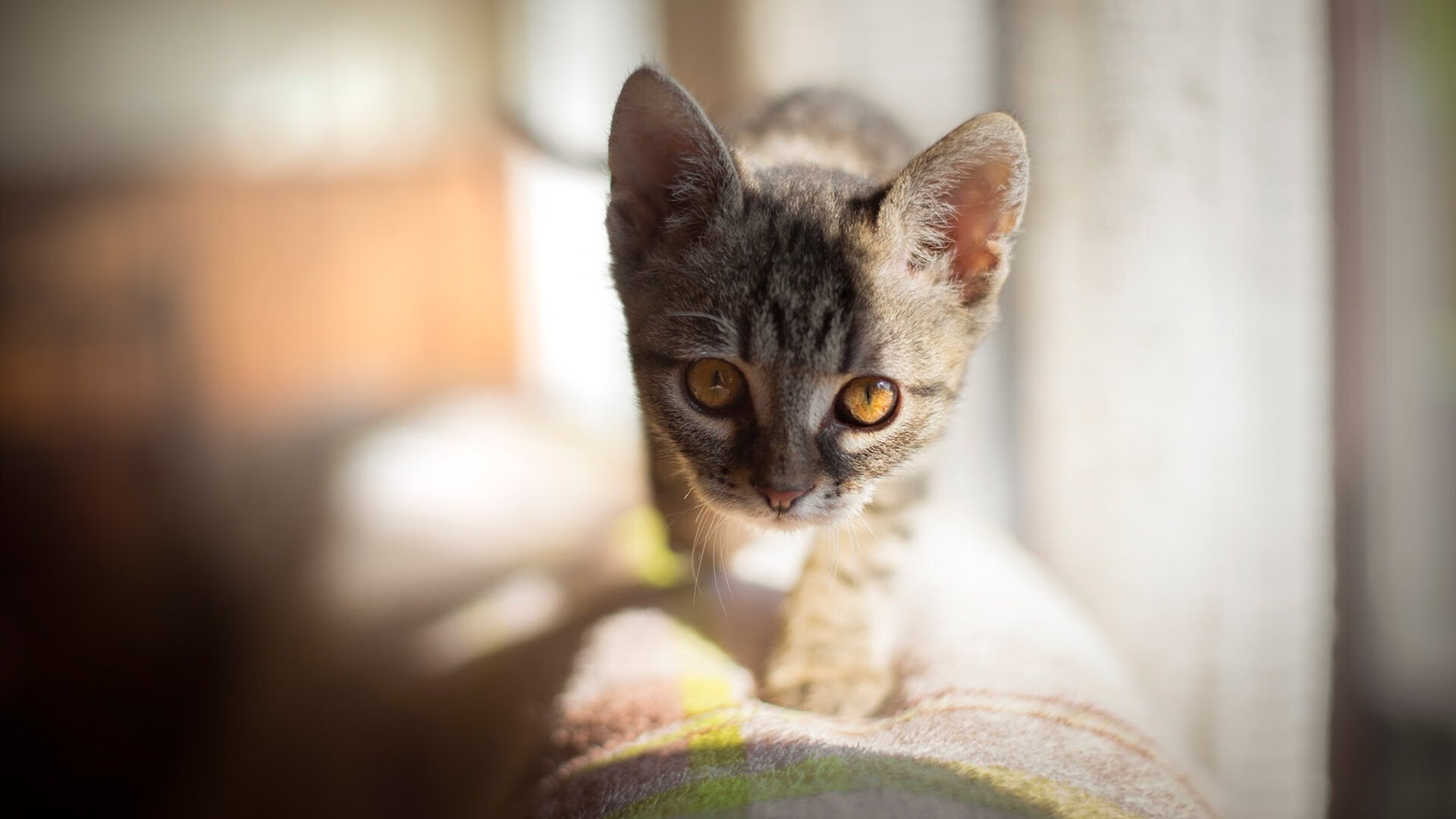 唯一性瞬间，佩德里爆发与阿根廷末节带走尤文的启示