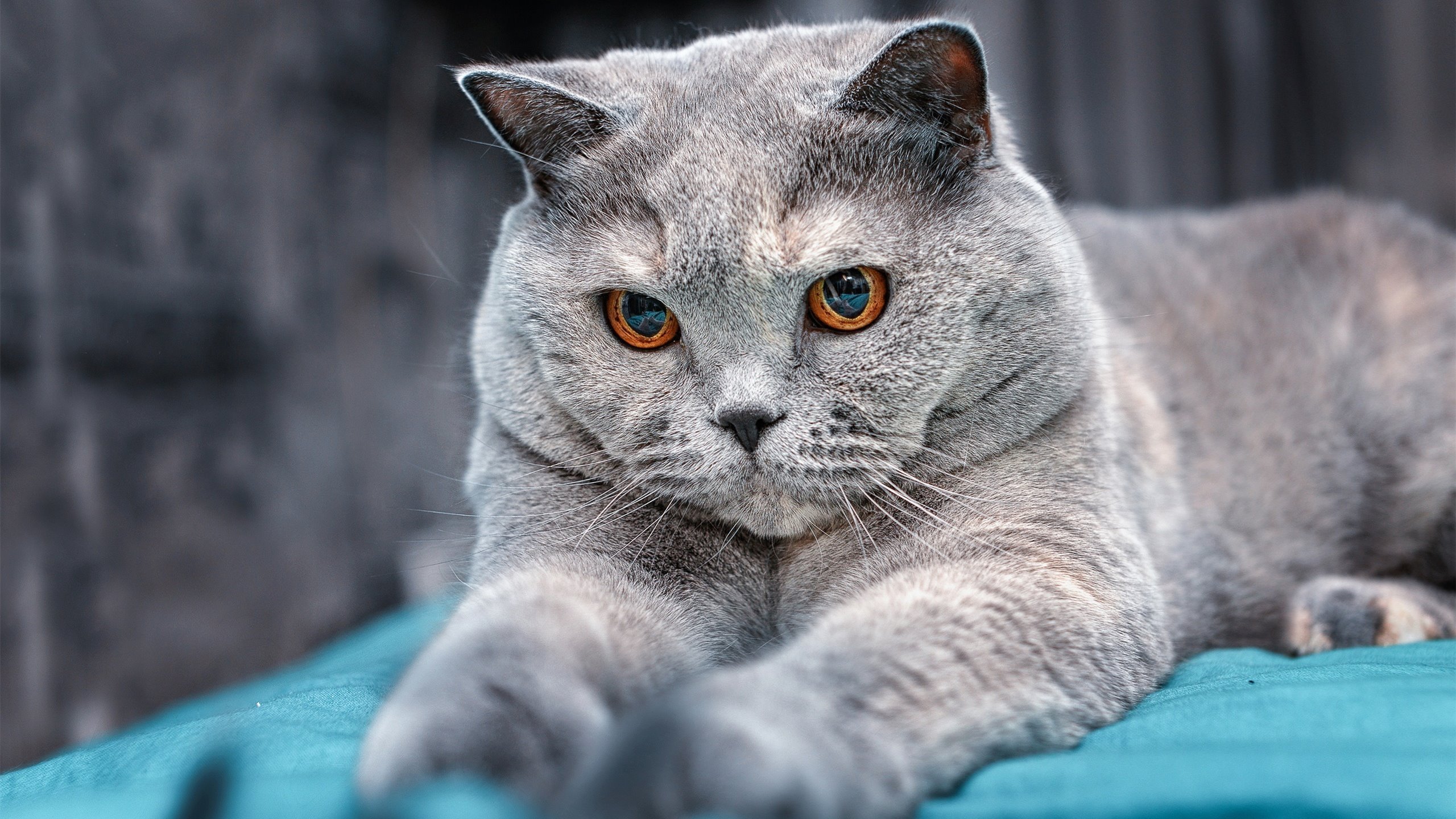 惊魂一击!比利亚雷亚尔粉碎挪威童话,厄德高一人改写北欧足球命运