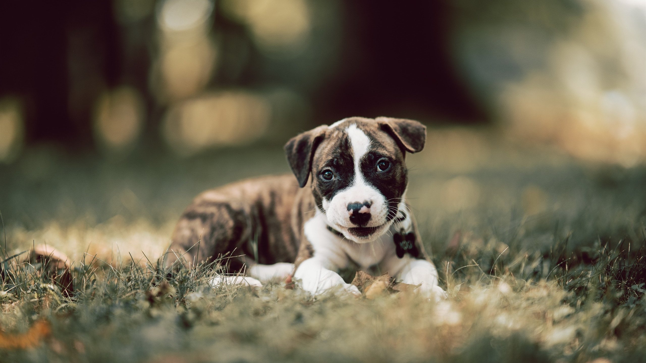 王座易主之夜，拉梅洛·鲍尔用勇士鲜血加冕关键先生