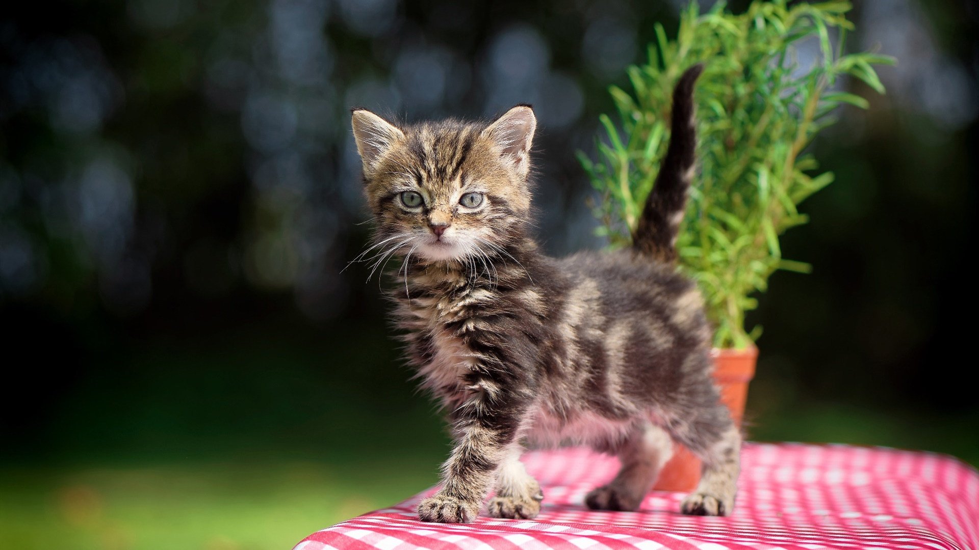 当F1变成数据流，凯塞多揭幕战之夜演绎不掉线神话