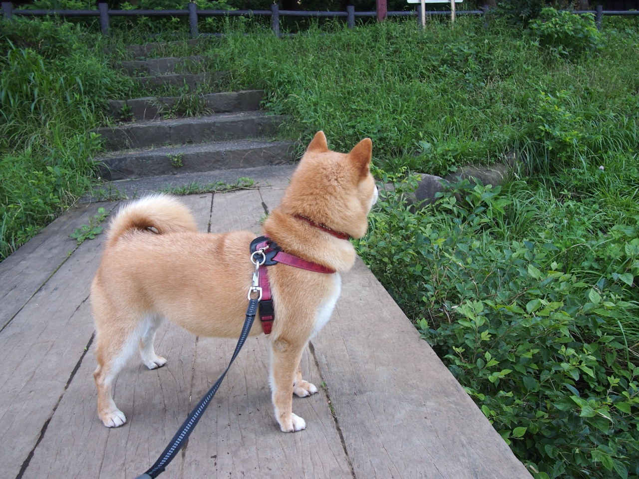 生死战贝恩爆发,吉林队险胜活塞