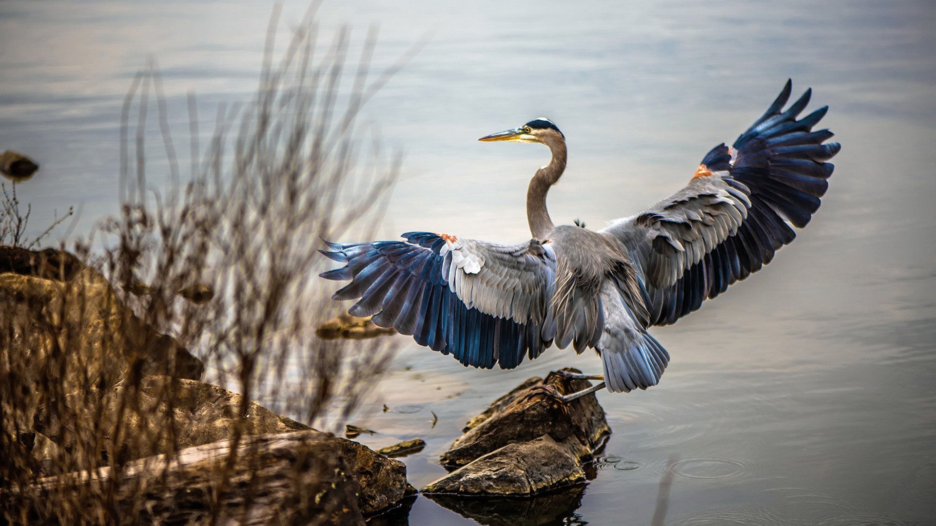 钢铁城墙，小贾伦·杰克逊以压制级表现，将菲尼克斯星光冻结于北京之夜