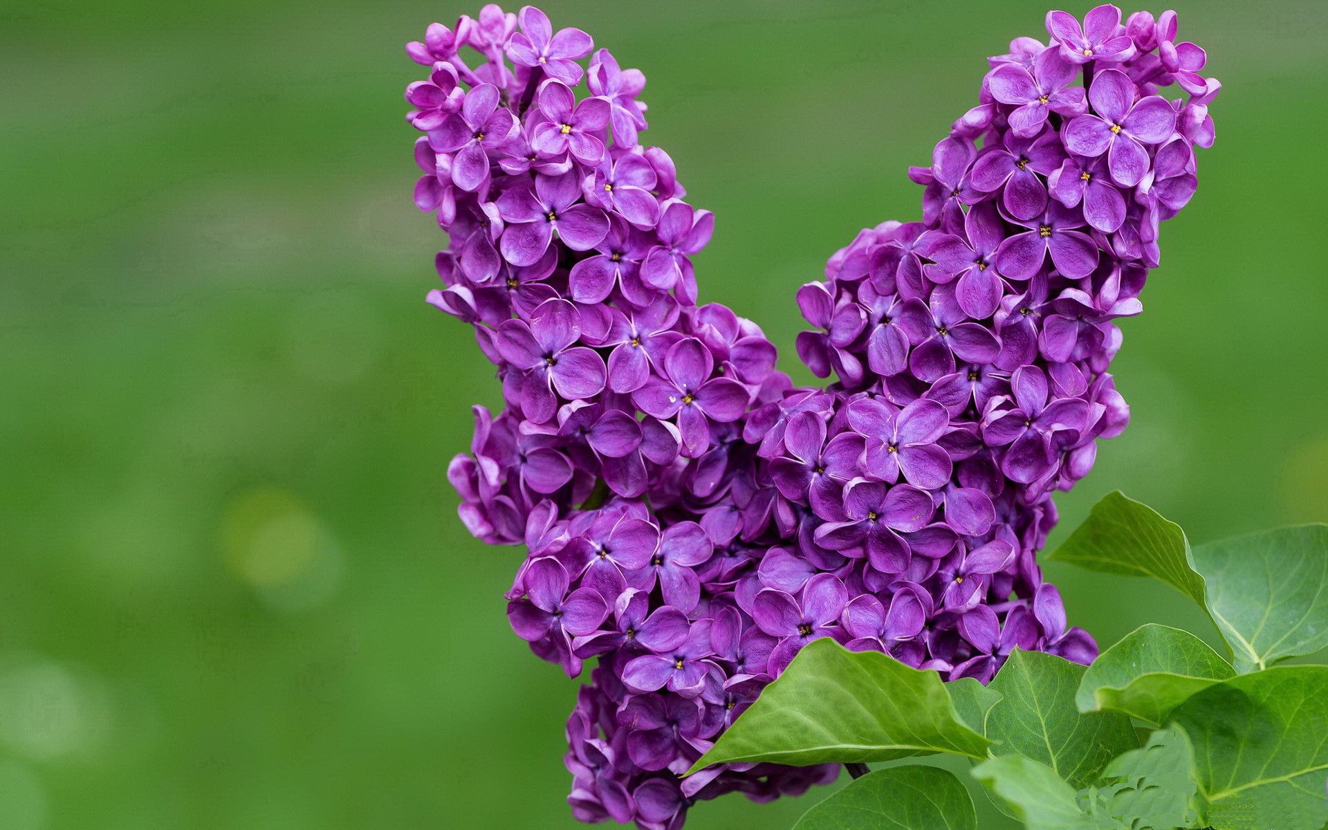 德甲最被低估的1米8先生，今夜让亿万身价前锋集体沉默