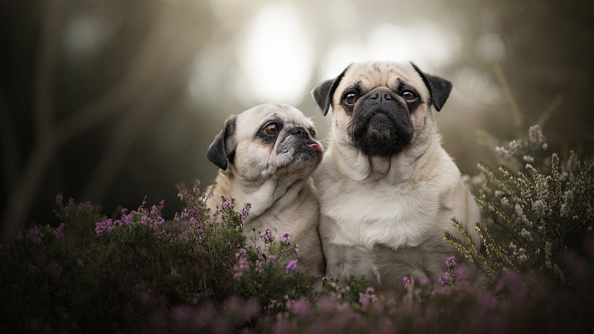 生死球，当马里强压克罗地亚，我们的西决战场在何处？