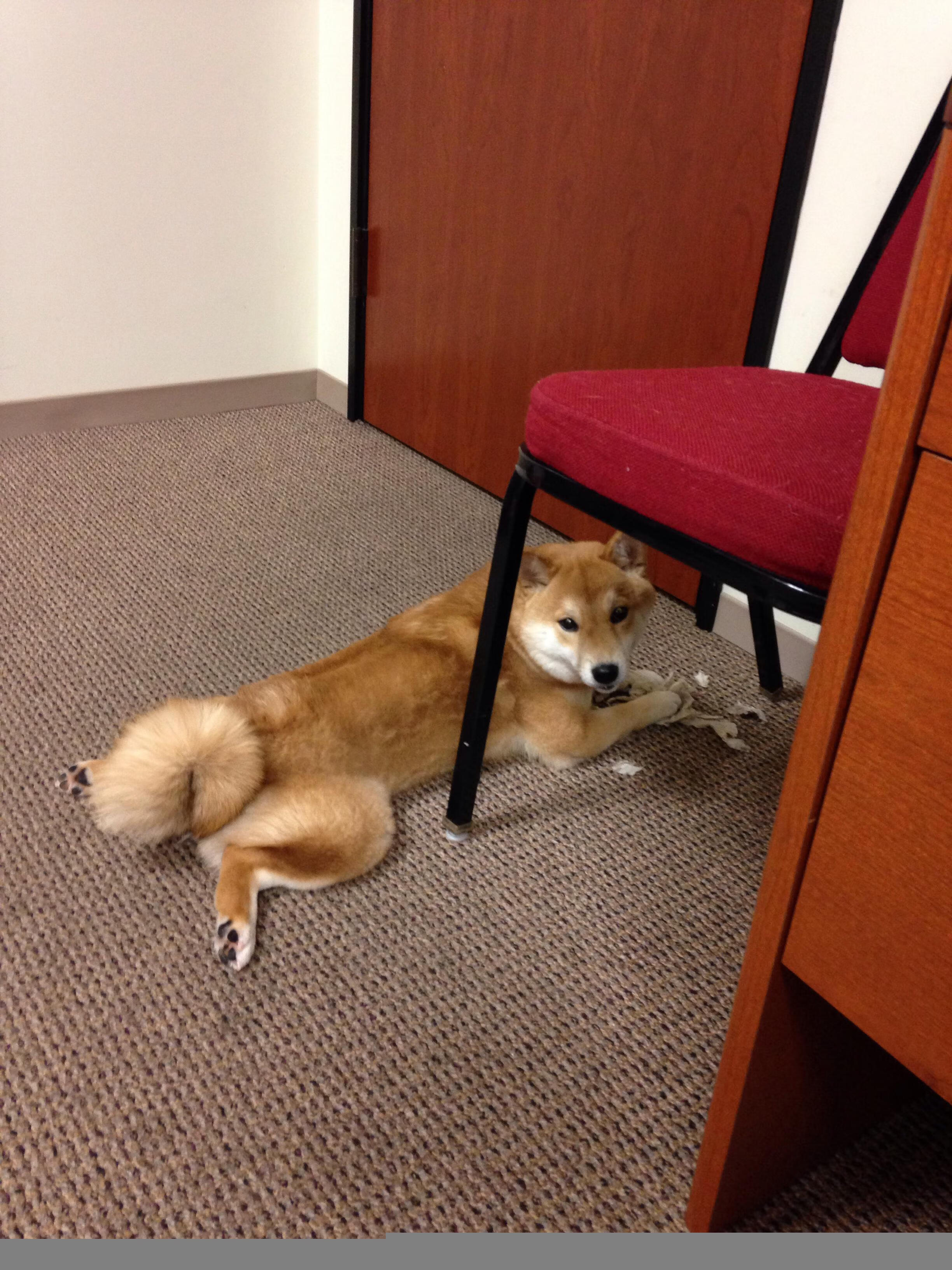 北境闪电撕裂萨城夜空，哈利伯顿的22分钟关键先生宣言