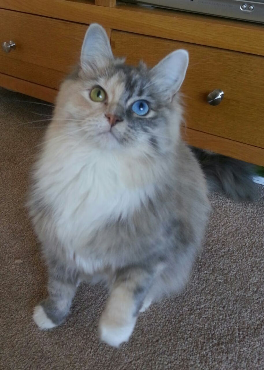 篮网狂胜太阳映照联盟格局，库里在排名争夺战中展现实力统治