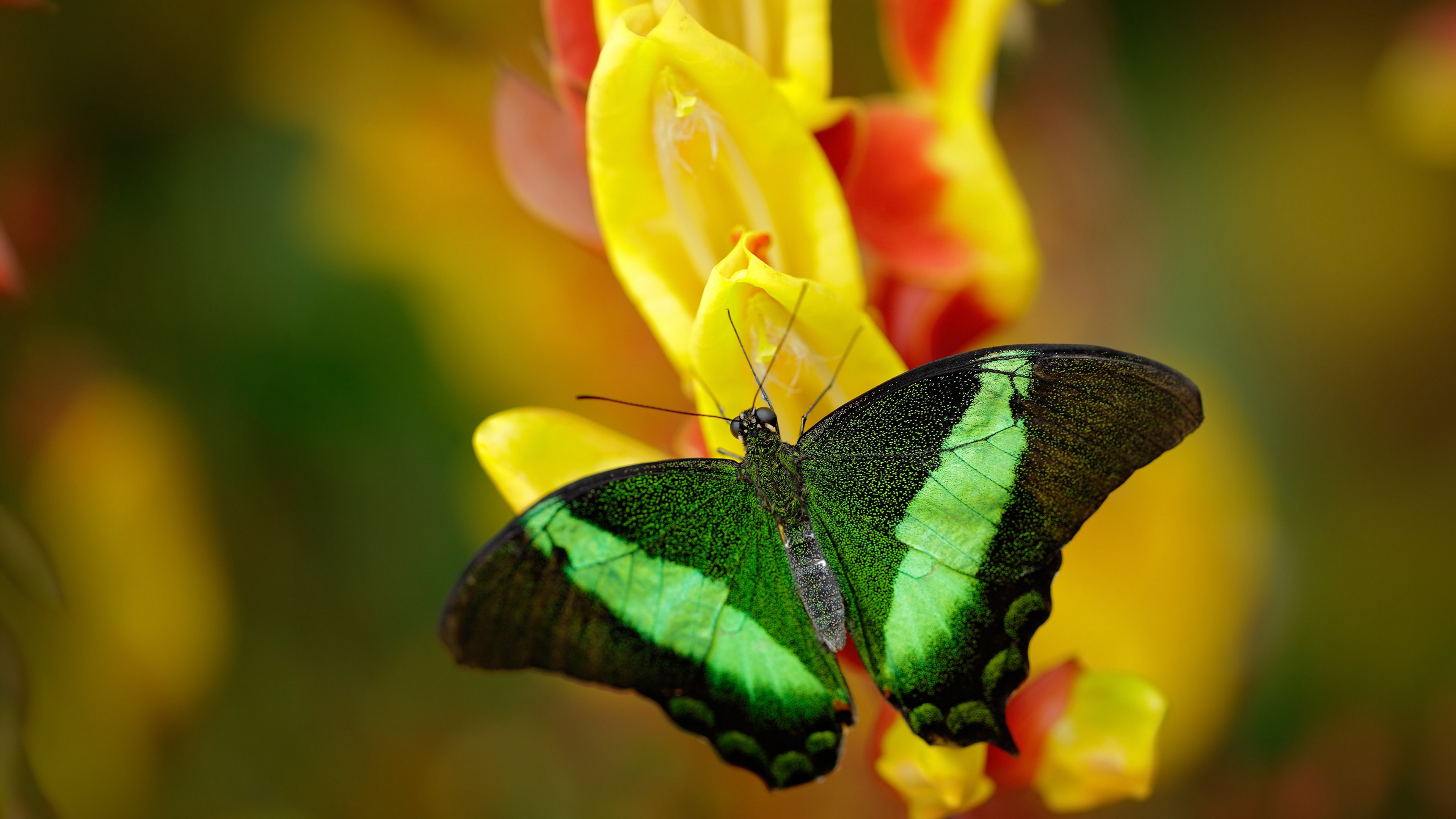 唯一性的对决，范弗利特无解表现与新疆队的封锁艺术