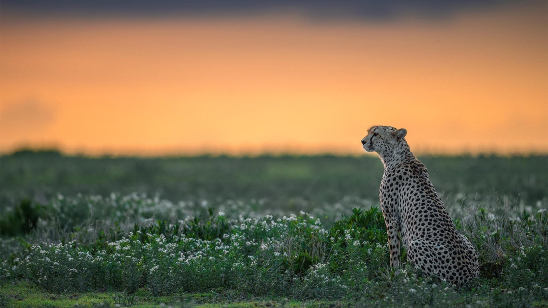 当亚平宁屏住呼吸，克莱，定义焦点之夜的唯一之名