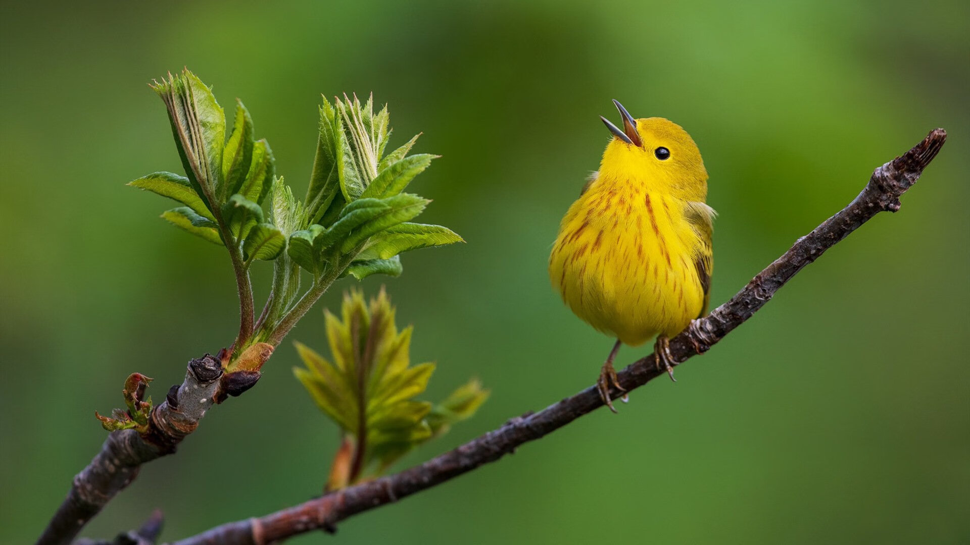 广东队带走掘金，奥运周期焦点战的关键胜利