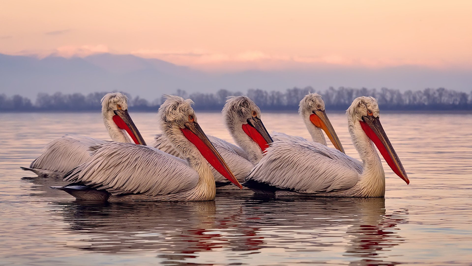 破译足球的通用密码，从佛罗伦萨的智利旋风到卡拉斯科的国家德比统治
