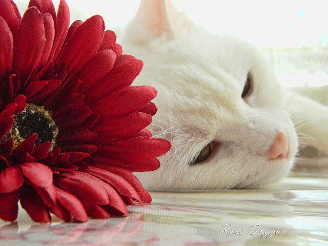 跨界统治，从字母哥的禁区牢笼到莫兰特的街道超车引擎