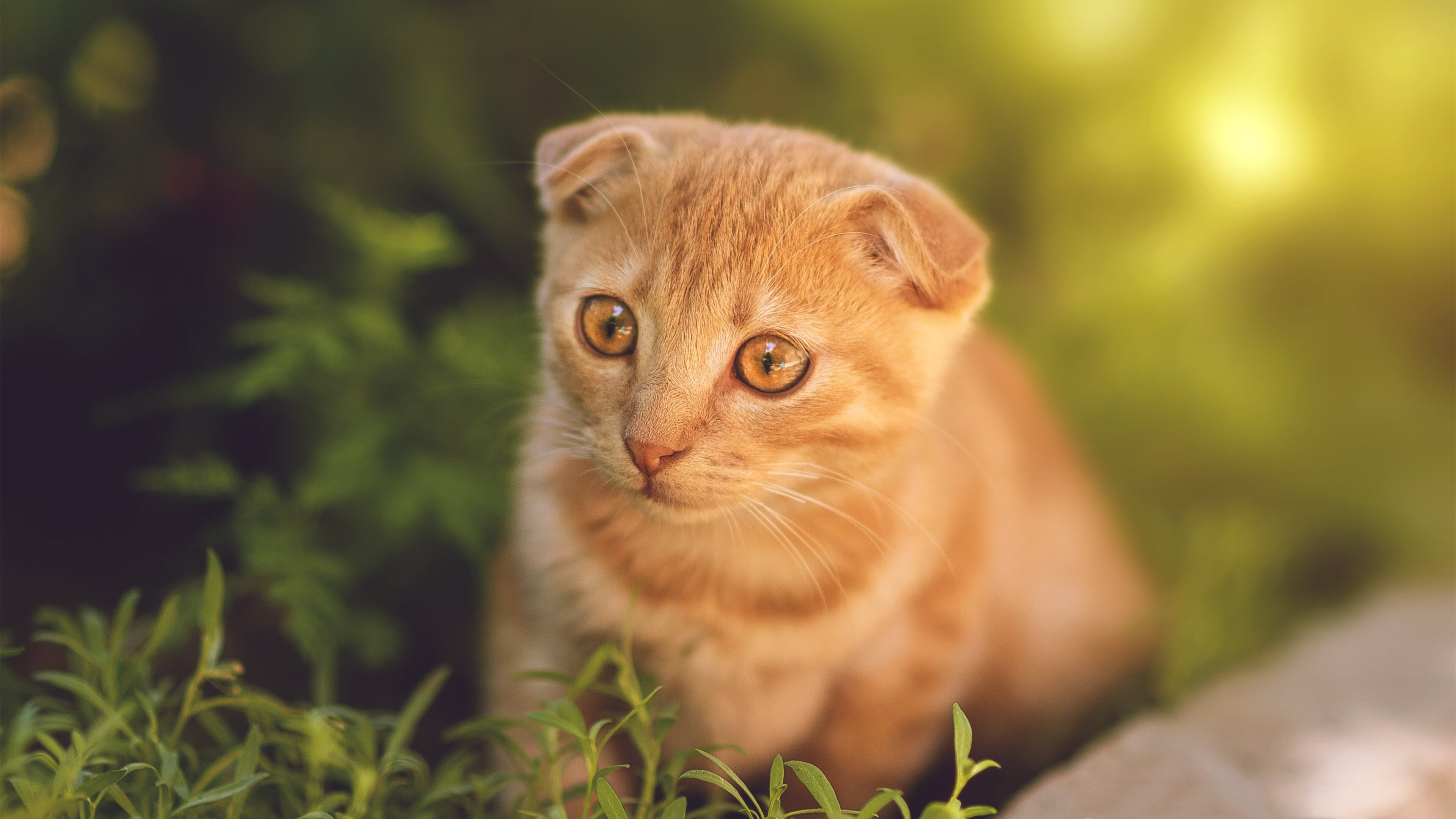 平行宇宙的绿茵碰撞，拉什福德爆发助力苏格兰奇迹翻盘勒沃库森