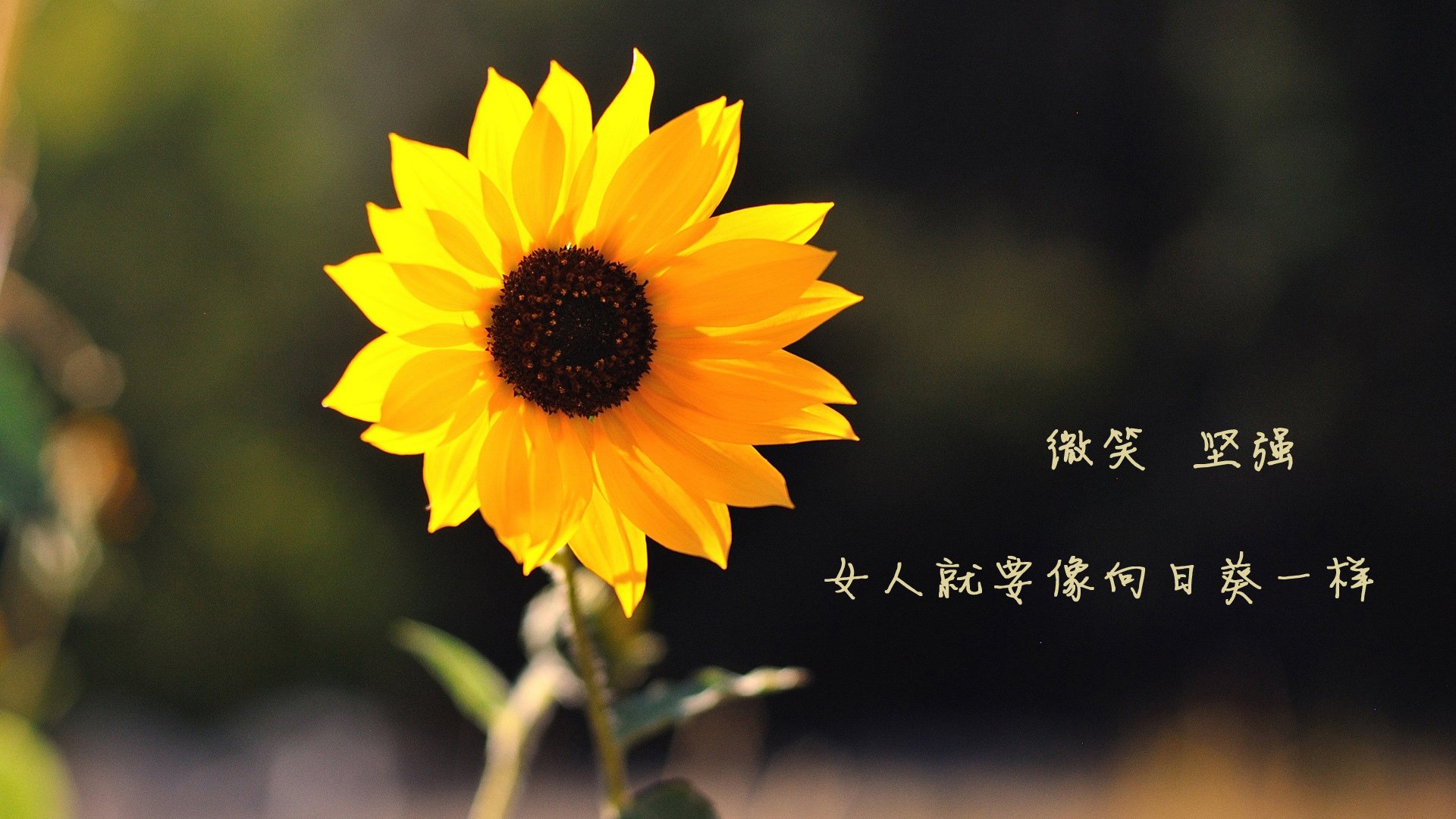 逆转之夜,塔雷米的致命一击与巴西荣光的觉醒