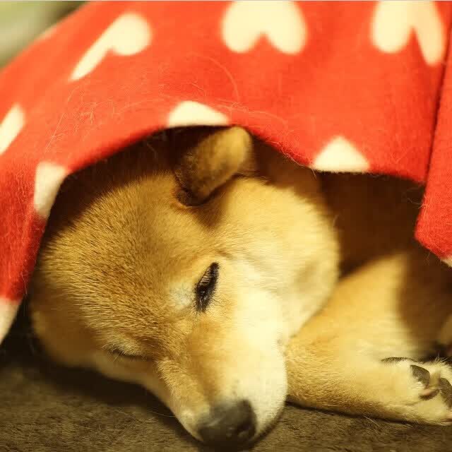 日内瓦的红色闪电,当瑞士军刀划破枫叶之梦,格列兹曼在暗处磨牙